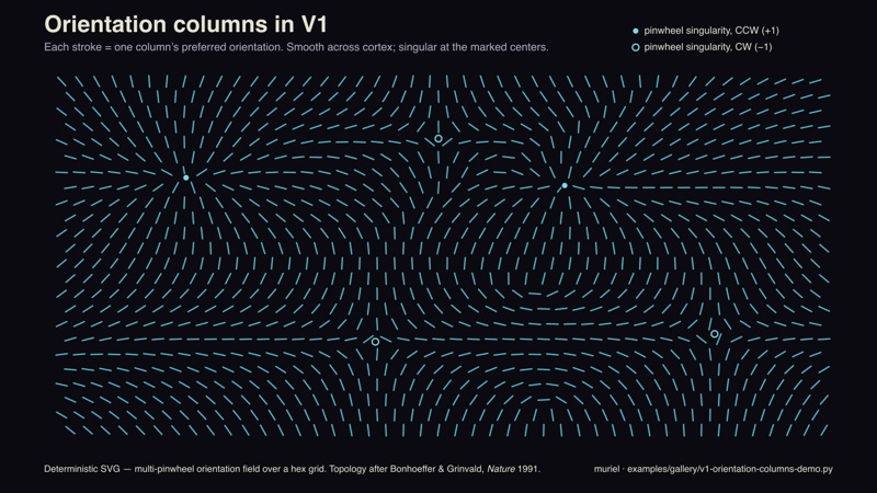v1 orientation columns